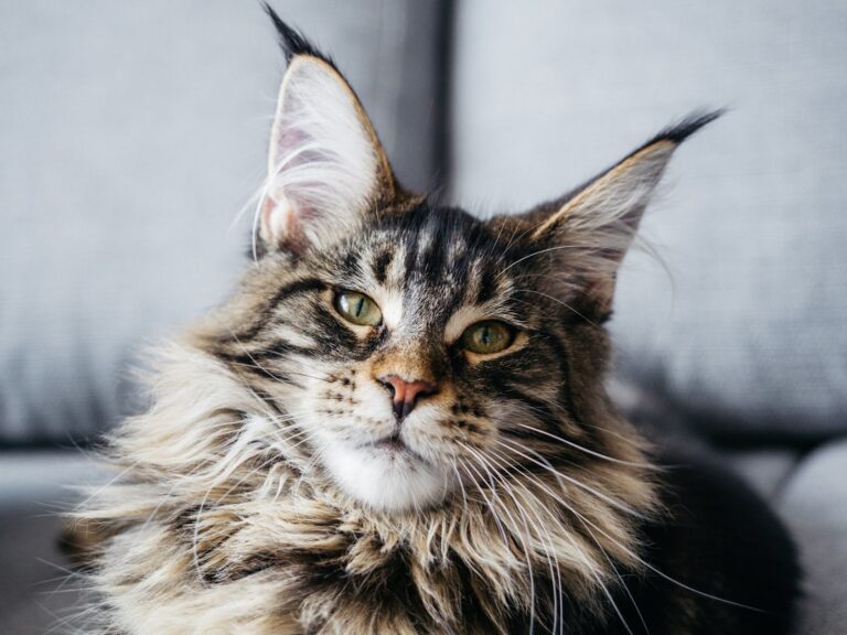 Focus sur le Maine Coon, ce géant au cœur tendre