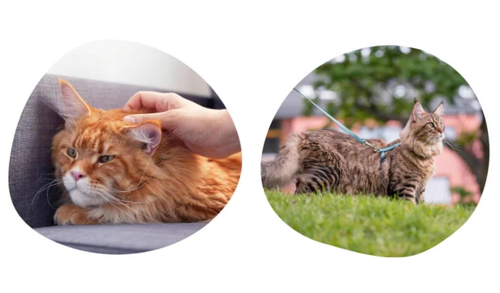 maine_coon_calme_calin