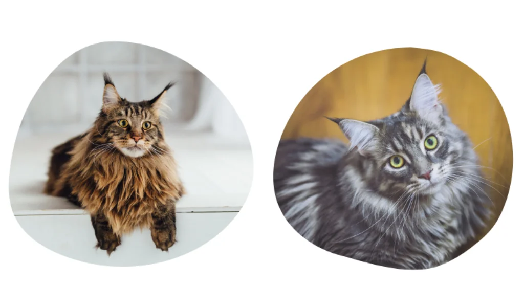 maine_coon_lynx