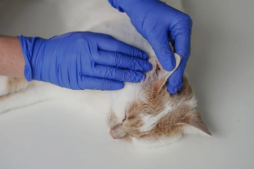 veterinaire chat oreille