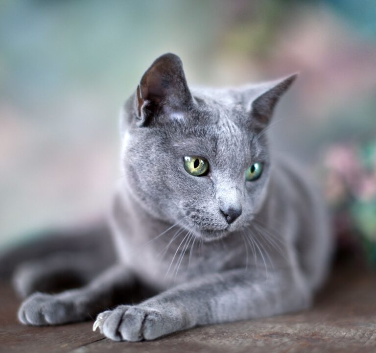 Connaissez-vous le Bleu Russe ou l&rsquo;archange bleu ?