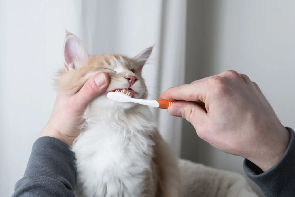 brosser_les_dents_de_son_chat