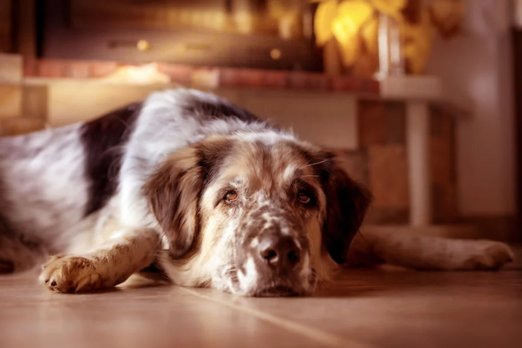 chien_diabete_guerison