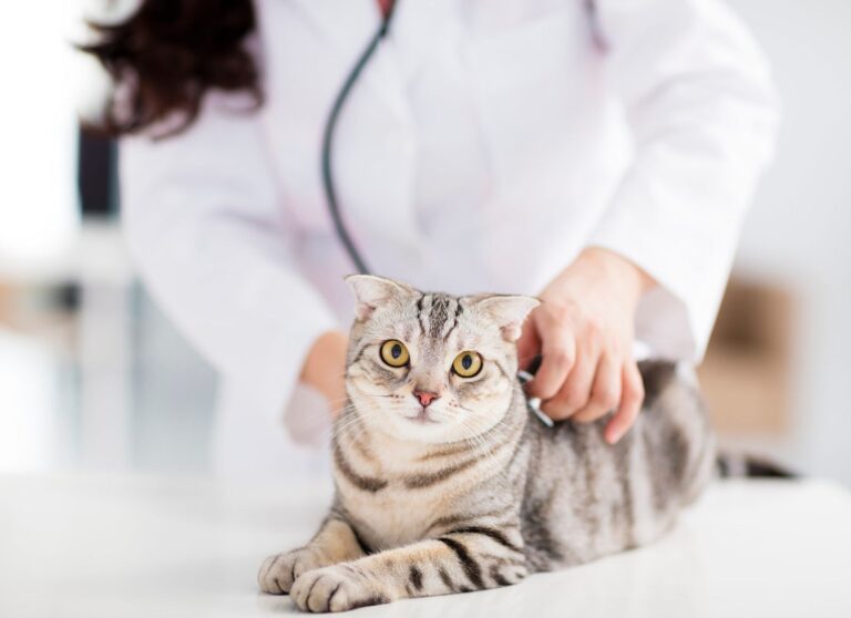 Combien coûte une assurance pour mon chat ?