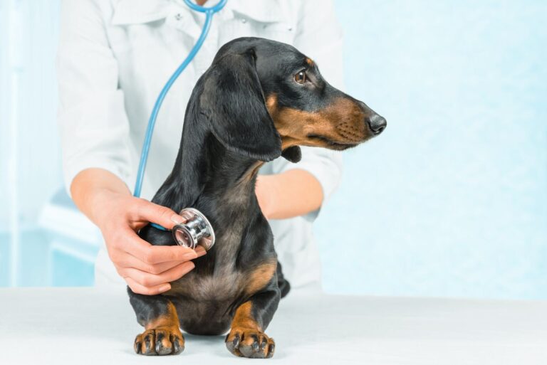 Combien coûte une assurance pour mon chien ?