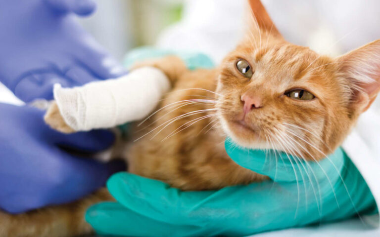 Comment désinfecter une plaie chez un chat ?