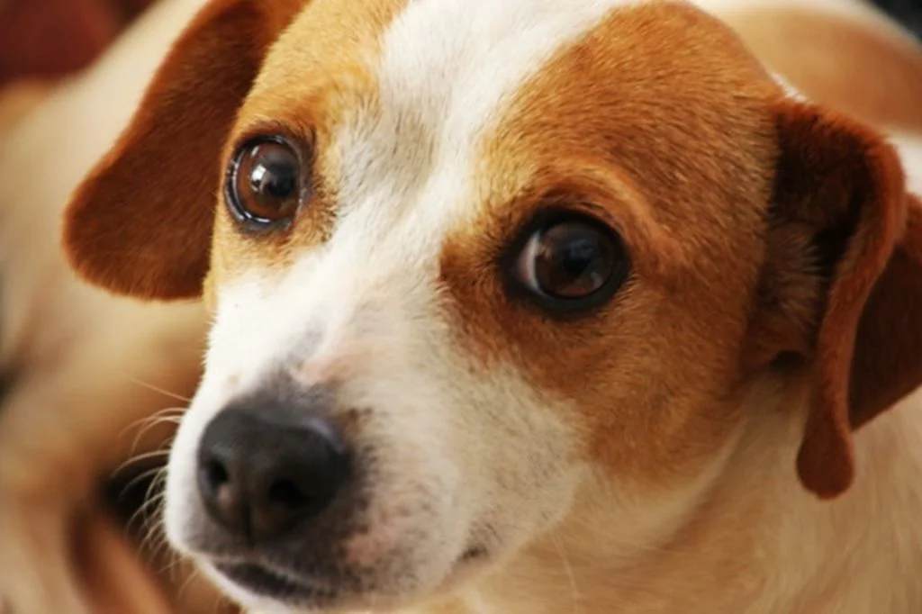 gros plan yeux chien