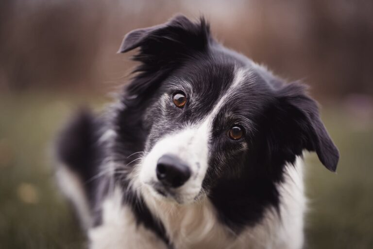Œil du chien fermé et gonflé