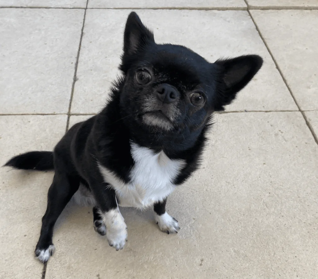 oreilles_dressees_et_tombantes_du_chien