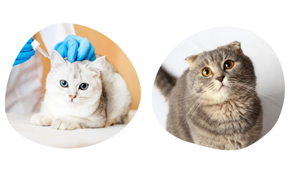 pourquoi prendre une assurance chat