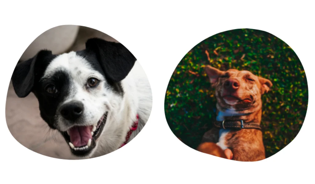pourquoi prendre une assurance chien