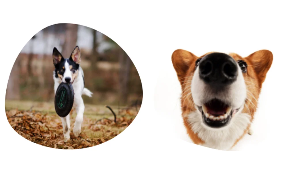 quel est le prix d une assurance chien