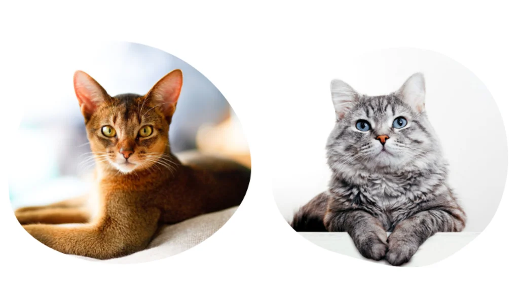 quel est le prix pour une assurance chat