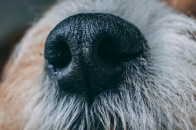 Truffe du chien : c&rsquo;est son empreinte digitale
