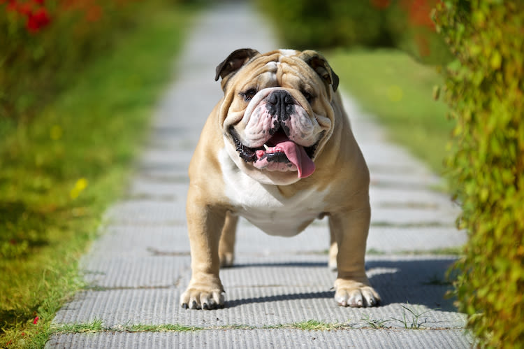 Des races de chiens et chats bientôt interdites ?