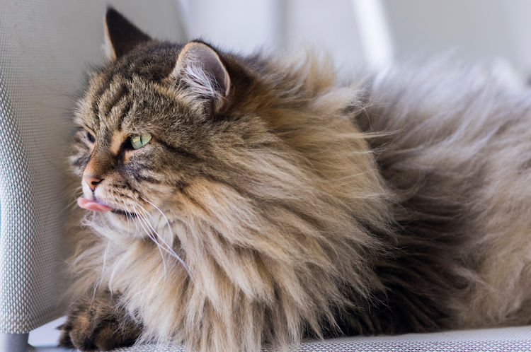 Pourquoi mon chat vomit des boules de poils ?