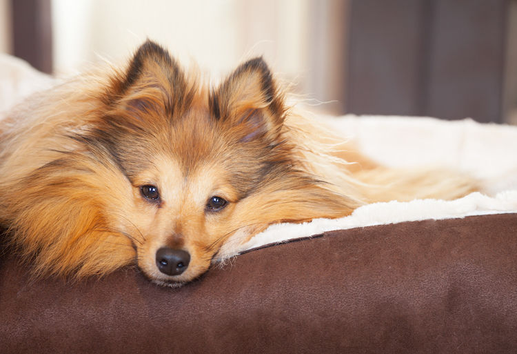Pourquoi mon chien gratte et tourne avant d&rsquo;aller se coucher ?