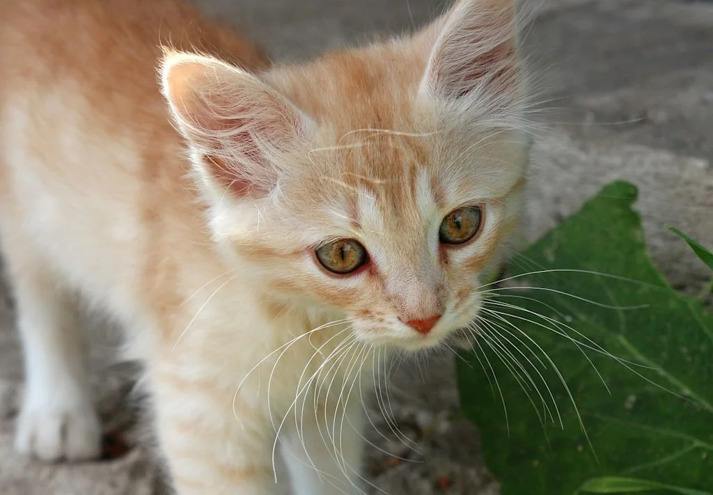 kitten-2651751 1280