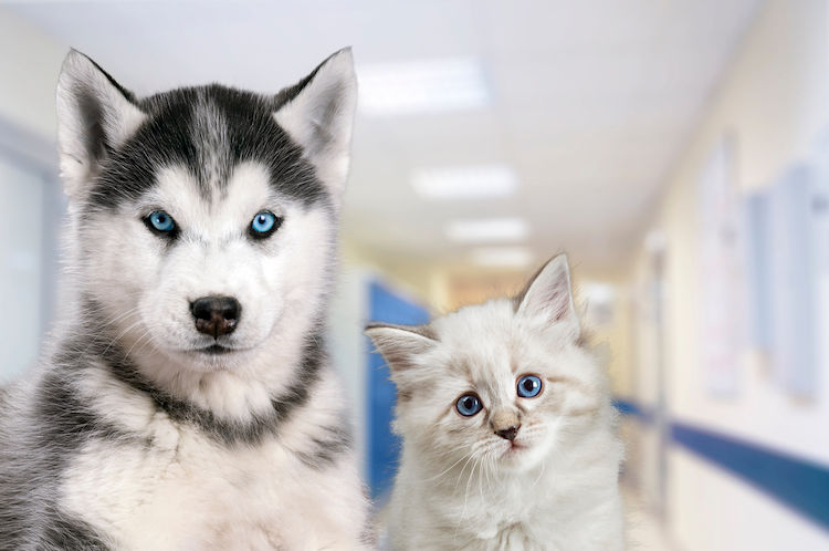 Stérilisation : quels bienfaits pour les chiens et chats ?