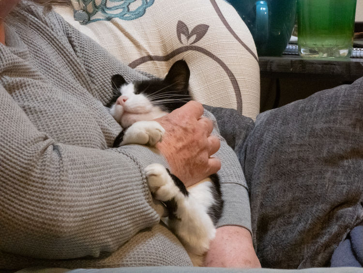 Peut-on emmener son chat en Ehpad ou maison de retraite ?