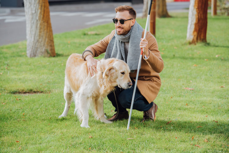 Chiens guides d’aveugles : les yeux de leurs maîtres