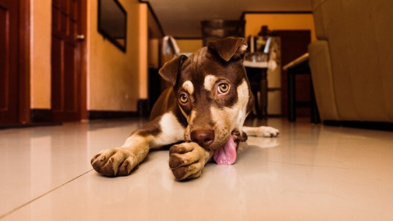 Pourquoi mon chien se mordille les pattes ?