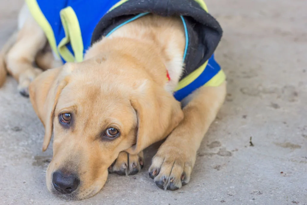 formation chien guide d aveugle