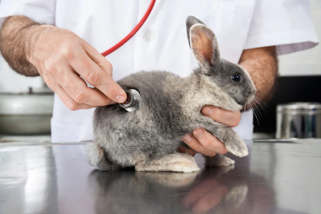frais v&eacute;t&eacute;rianires lapin