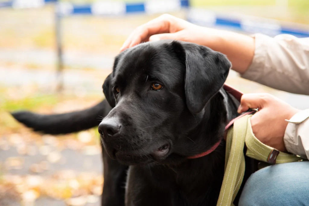 labrador chien guide d aveugle