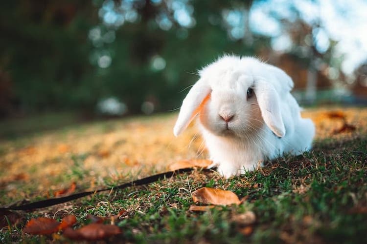 Maladies du lapin : tout ce que vous devez savoir