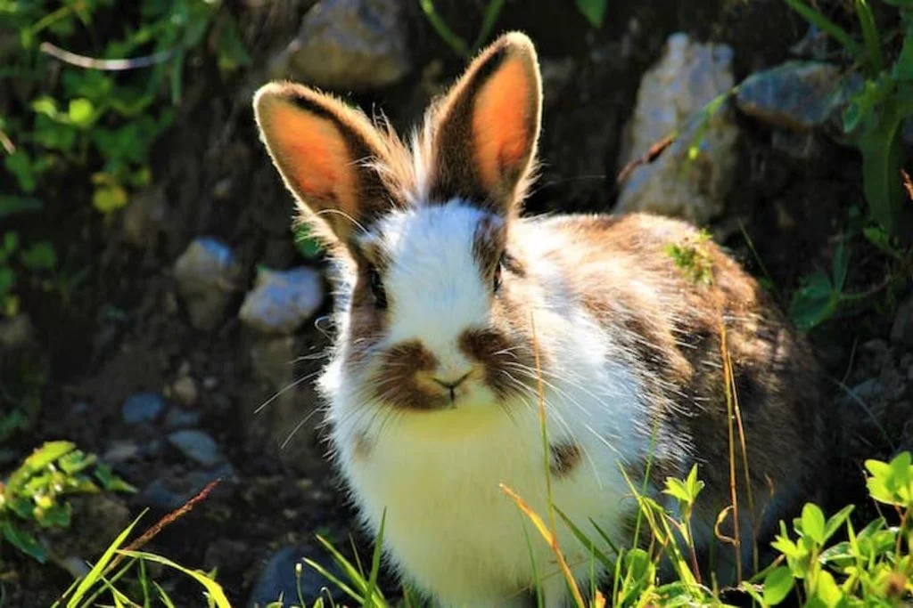 maladies-lapin-nain