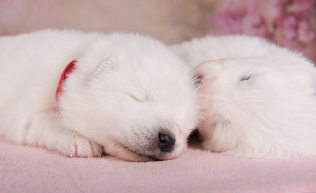 Chiots Samoy&egrave;de