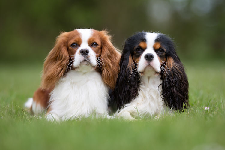 Le fabuleux destin du Cavalier King Charles