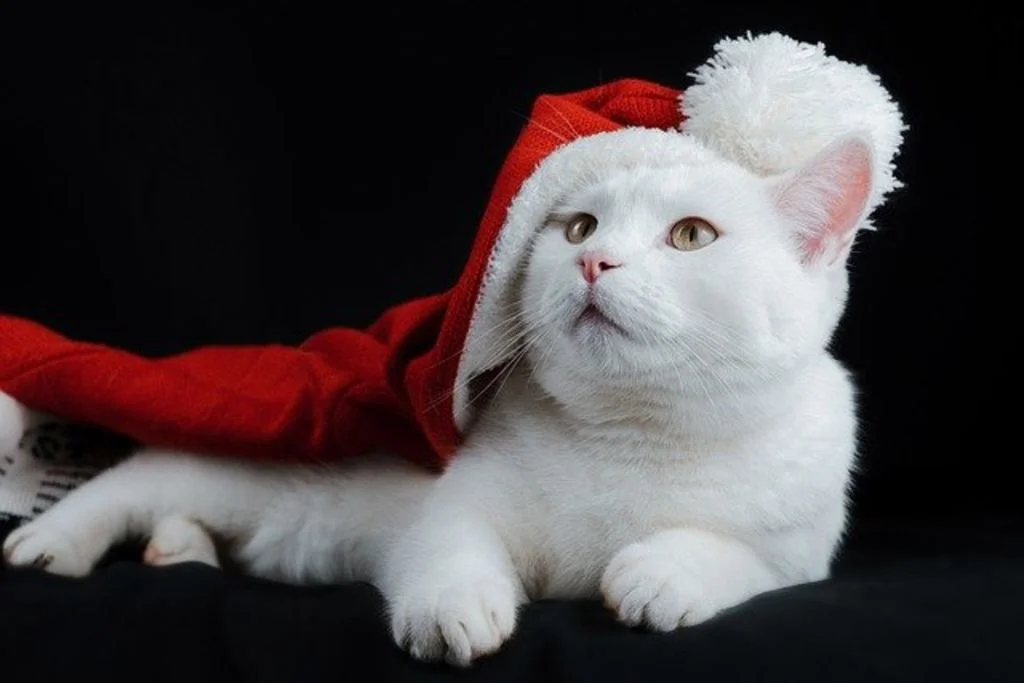 chat et accessoires