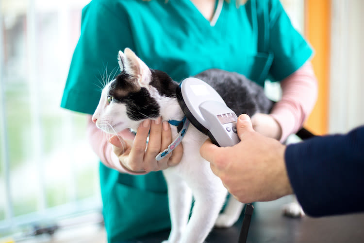 Quelles obligations pour céder un animal de compagnie ?