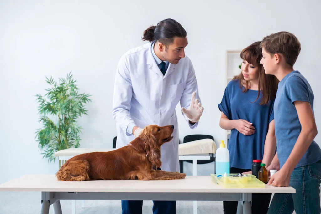 chien prise en charge diabete