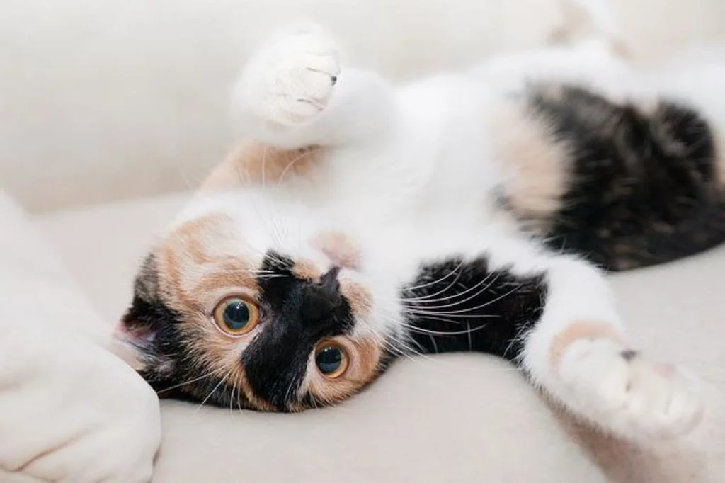 photo de son chat