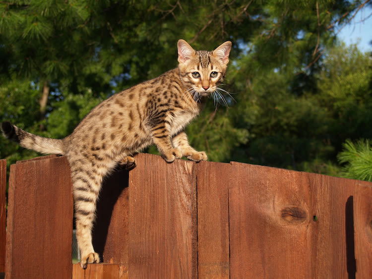 5 raisons pour lesquelles des races de chats sont chères