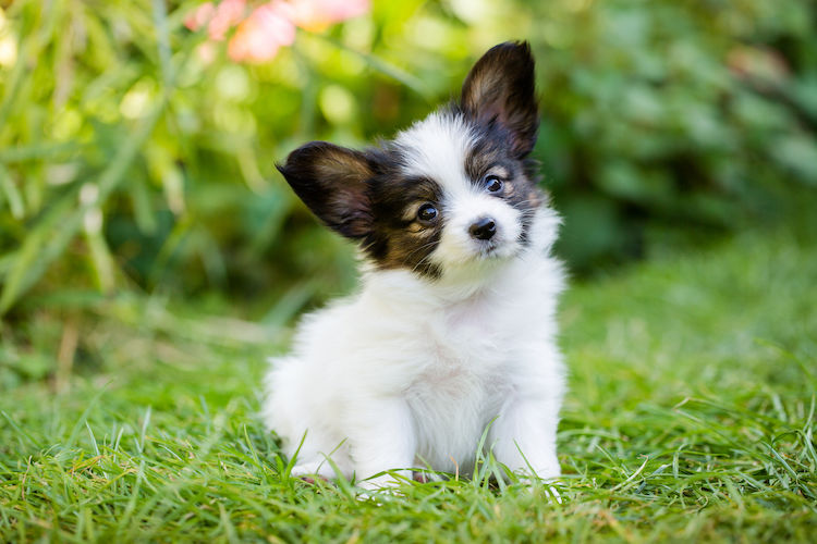 Chien le plus cher du monde : pourquoi et quelles races ?
