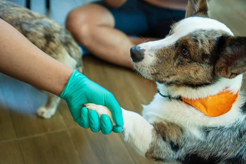 prise de sang veterinaire chien