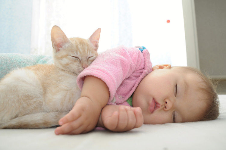 Bébé et allergie au chat : est-ce conciliable ?