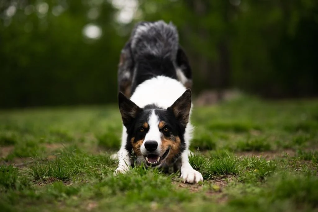 Chien qui s'&eacute;tire la t&ecirc;te
