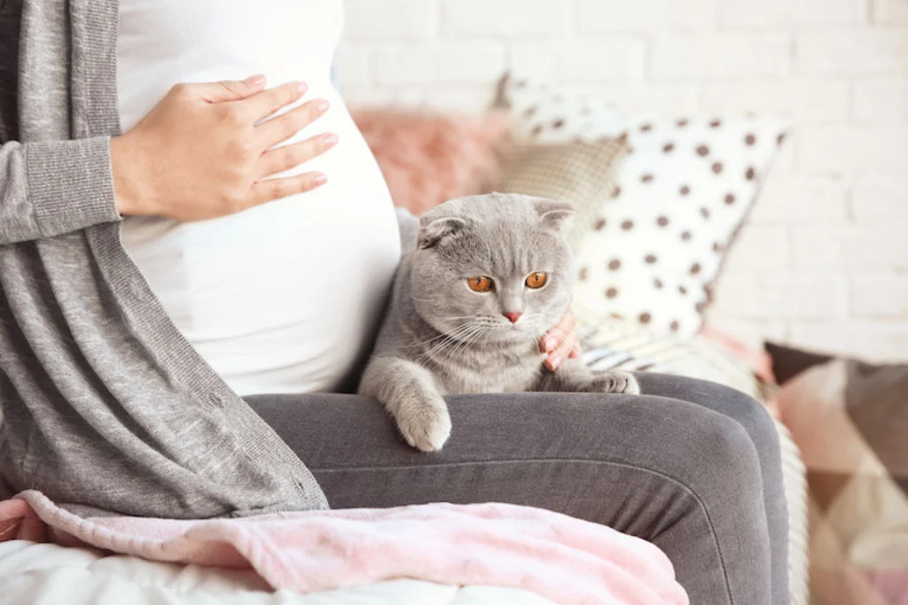 chat_et_futur_bebe