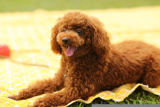 Du sang dans les selles de mon chien, que faire ?