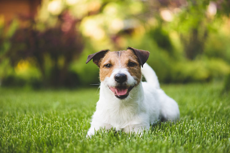 Combien de temps va vivre votre chien ?