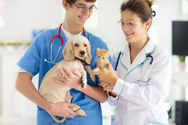 Identification des chiens et chats : I-CAD lance un appel à projets