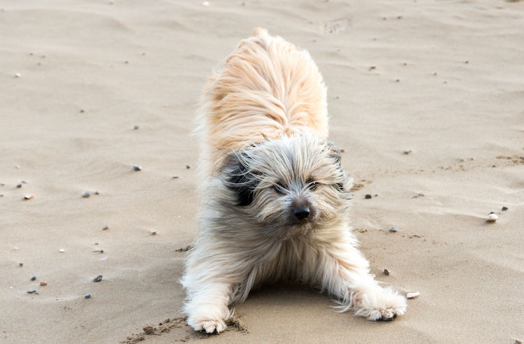 Pourquoi mon chien s’étire-t-il ?