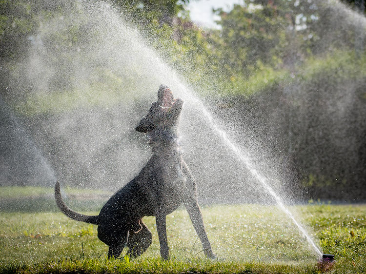 Canicule : 6 astuces fraîcheur pour nos animaux