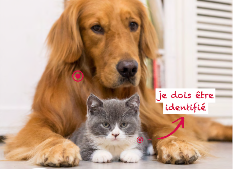 Pourquoi identifier son chien ou chat est important ?
