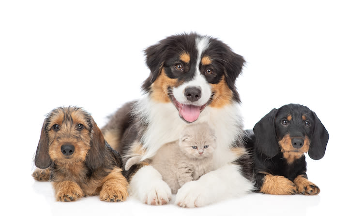 17 millions de chiens et chats identifiés en France